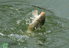 驚蟄過后好釣魚嗎？驚蟄后陰雨天好釣魚嗎？