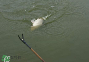 驚蟄過后好釣魚嗎？驚蟄后陰雨天好釣魚嗎？