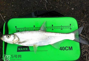 春分節(jié)氣好釣魚嗎？春分釣魚技巧