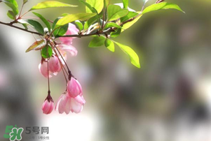 春分開(kāi)什么花？春分什么花開(kāi)？