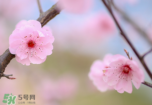 春分開(kāi)什么花？春分什么花開(kāi)？