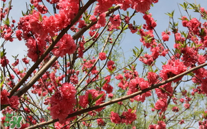 春分開(kāi)什么花？春分什么花開(kāi)？
