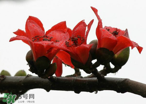 春分會(huì)下雨嗎？春分節(jié)氣下雨好還是不好？