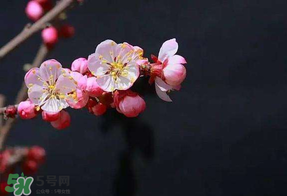 春分會(huì)下雨嗎？春分節(jié)氣下雨好還是不好？