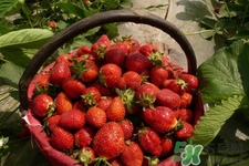 家里可以種草莓嗎？陽(yáng)臺(tái)上可以種草莓嗎？