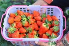 家里可以種草莓嗎？陽(yáng)臺(tái)上可以種草莓嗎？