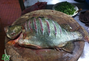 三月份吃什么魚(yú)？3月份吃什么魚(yú)好？
