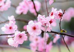 春分開什么花？春分什么花開？