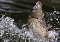 驚蟄過后好釣魚嗎？驚蟄后陰雨天好釣魚嗎？