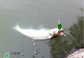 ?3月份可以釣翹嘴嗎？翹嘴幾月份好釣？