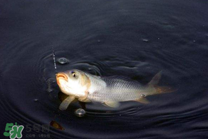 3月份釣魚用什么餌料？三月份釣魚用什么魚餌？