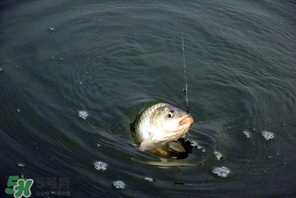 3月份釣魚用什么餌料？三月份釣魚用什么魚餌？