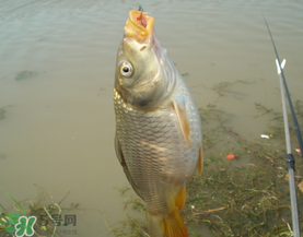 三月份釣鯉魚(yú)好釣嗎？3月份釣鯉魚(yú)用什么好？