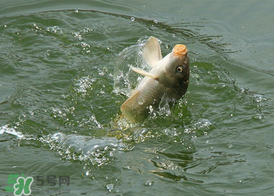 三月份釣鯉魚(yú)好釣嗎？3月份釣鯉魚(yú)用什么好？