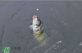 三月份釣鯉魚(yú)好釣嗎？3月份釣鯉魚(yú)用什么好？