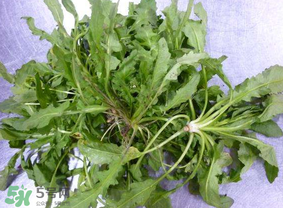 薺菜葉子黃了能吃嗎？薺菜發(fā)黃能吃嗎？