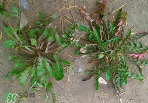 野生薺菜長(zhǎng)什么樣？野生薺菜怎么識(shí)別？