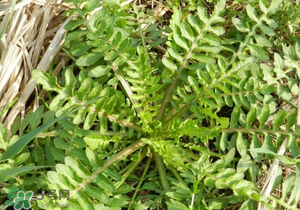 野生薺菜長(zhǎng)什么樣？野生薺菜怎么識(shí)別？