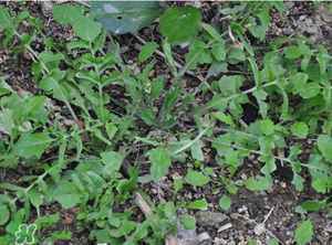 野生薺菜長(zhǎng)什么樣？野生薺菜怎么識(shí)別？