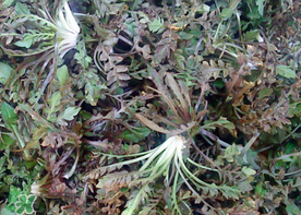 腎結(jié)石能吃薺菜嗎？腎結(jié)石可以吃薺菜嗎？