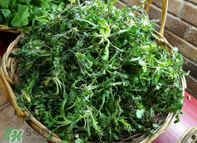腎結(jié)石能吃薺菜嗎？腎結(jié)石可以吃薺菜嗎？