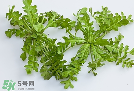 薺菜有蟲子嗎？薺菜根有蟲子嗎？
