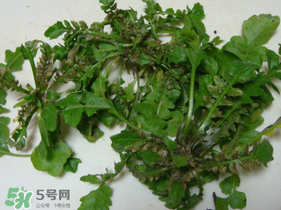 薺菜有蟲子嗎？薺菜根有蟲子嗎？