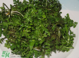 薺菜怎么洗？薺菜怎么洗才干凈？