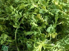 薺菜怎么保存？薺菜可以曬干存放嗎？