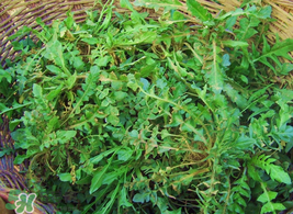 薺菜怎么保存？薺菜可以曬干存放嗎？