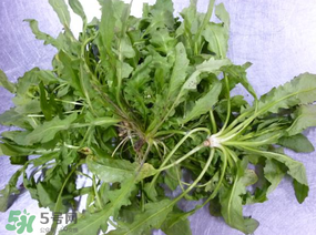 薺菜怎么保鮮？新鮮薺菜如何保鮮？