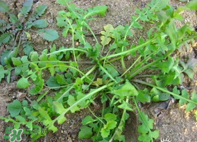 薺菜怎么保鮮？新鮮薺菜如何保鮮？