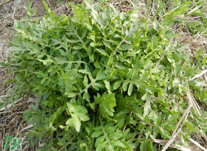 薺菜什么季節(jié)有？薺菜什么時候上市？