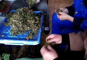 薺菜什么季節(jié)有？薺菜什么時候上市？