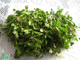 薺菜什么時(shí)候播種？薺菜什么時(shí)候挖？