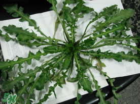 薺菜什么時(shí)候播種？薺菜什么時(shí)候挖？