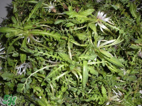 薺菜什么時(shí)候播種？薺菜什么時(shí)候挖？