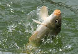 3月份釣什么魚？3月份怎么釣魚？