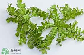 薺菜是什么菜？薺菜是什么野菜？