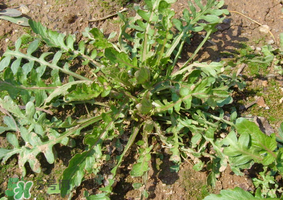 薺菜是什么菜？薺菜是什么野菜？