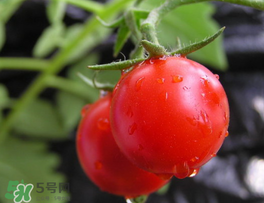 薺菜可以和西紅柿一起吃嗎？薺菜和西紅柿一起吃好嗎？
