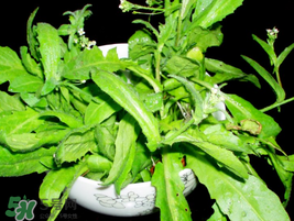 薺菜能和青菜一起吃嗎？薺菜和青菜一起吃好嗎？