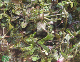 薺菜上有白點(diǎn)能吃嗎？薺菜背面有白點(diǎn)是什么？