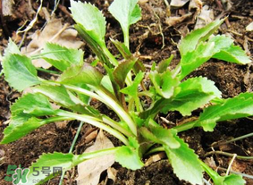 蒲公英和薺菜的能同食嗎？薺菜和蒲公英的區(qū)別