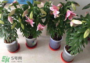 3月份可以種百合花嗎？百合幾月種植？