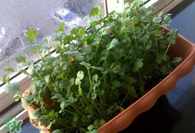 三月份可以種香菜嗎？香菜幾月份播種？