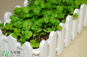 三月份可以種香菜嗎？香菜幾月份播種？
