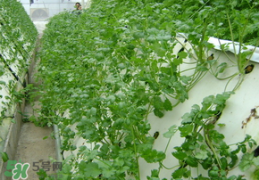 三月份可以種香菜嗎？香菜幾月份播種？