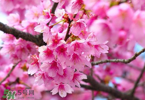 四月份還有櫻花嗎？四月份哪里有櫻花？
