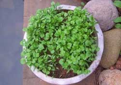 三月份可以種香菜嗎？香菜幾月份播種？